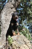 JAGDTERRIER ALLEMAND 018